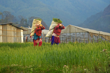 कामको चटोरोमा काँठ क्षेत्रका किसान (फोटो फिचर)